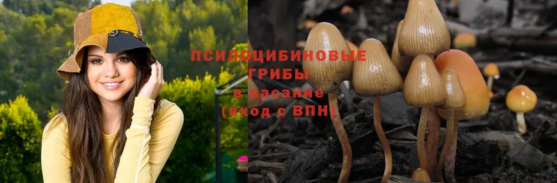 OMG вход  shop какой сайт  Новоульяновск  Галлюциногенные грибы Psilocybe  продажа наркотиков 